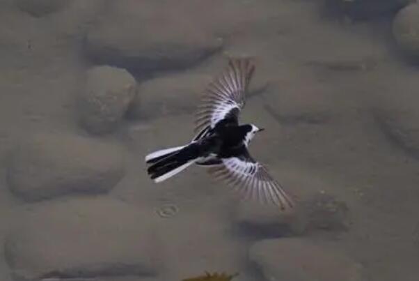 日本鹡鸰：飞行呈波浪式，羽色黑白分明(上体黑下体白)