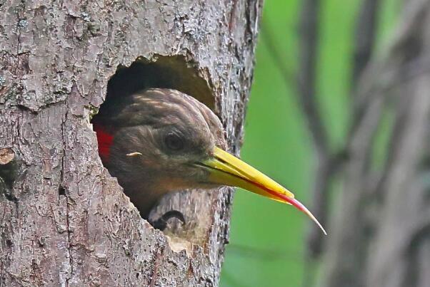 黄嘴栗啄木鸟：沙哑嘎嘎声，雄鸟颈部有红斑(雌鸟没有)
