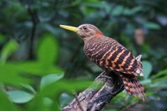 黄嘴栗啄木鸟：沙哑嘎嘎声，雄鸟颈部有红斑(雌鸟没有)