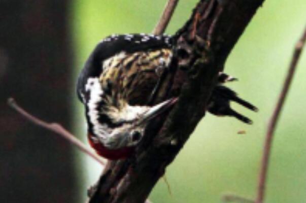 纹胸啄木鸟：怪异吱吱喘息声，长仅18厘米(全身多斑)