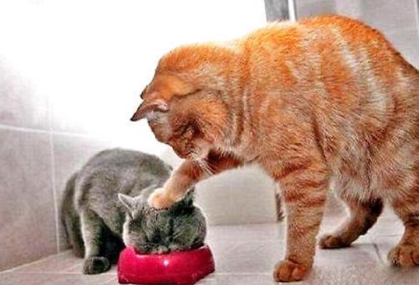 猫咪为什么会厌食：有很多原因(胃口不好，挑食，生病)