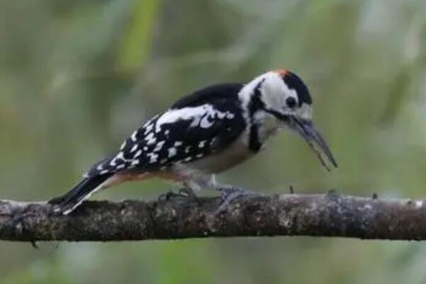 白背啄木鸟：雌雄鸟常对望鸣叫，羽色主黑白(雄鸟头红)