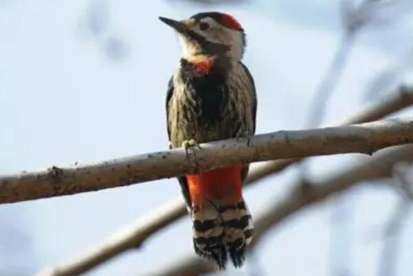赤胸啄木鸟：胸部有红斑，主吃昆虫(吃完一棵树虫子)