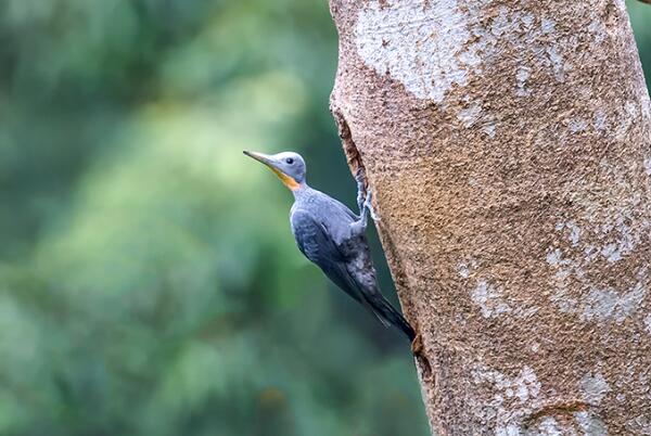 大灰啄木鸟：全身石板灰色，飞行高度高(常相互追逐)