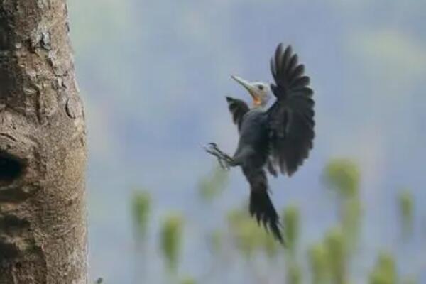 大灰啄木鸟：全身石板灰色，飞行高度高(常相互追逐)