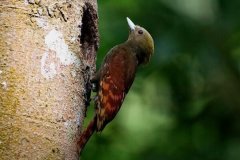 竹啄木鸟：长仅23厘米，胆子小(常在竹上活动)