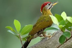 花腹啄木鸟：常单独树上活动，雄鸟羽冠红色(雌鸟黑色)