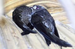 棕雨燕：主吃昆虫，长仅11厘米(羽色较暗)