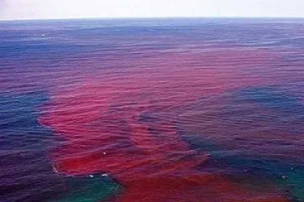 赤潮是怎么形成的它有哪些危害：海水富营养化(破坏海洋生态)