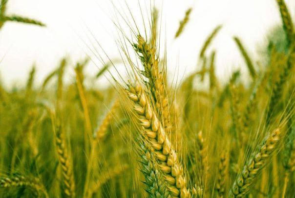 中国四大农作物是什么？（水稻、小麦、玉米、大豆等）