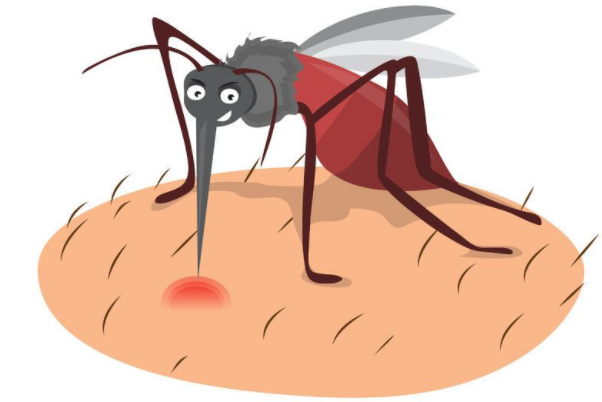 蚊子会传播艾滋病吗：不会传染(蚊子传染的概率比较低)