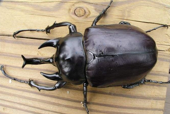 世界上最大的虫子：泰坦甲虫(甲虫中最大的种类)