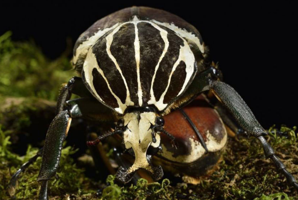 世界上最大的虫子：泰坦甲虫(甲虫中最大的种类)