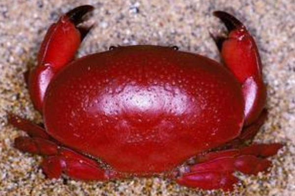 世界十大毒螃蟹：铜铸熟若蟹毒性最强(钝额曲毛蟹排第十)