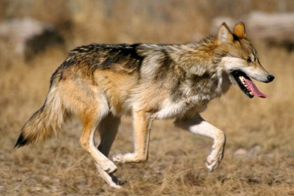 世界上最漂亮的狼：纽芬兰白狼排名第一(中国狼排第十)