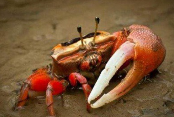 世界十大毒螃蟹：铜铸熟若蟹毒性最强(钝额曲毛蟹排第十)