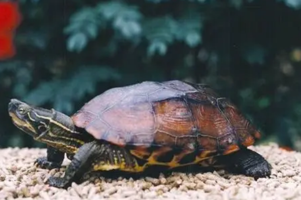 花龟为什么有毒：花龟本身没有毒(身体携带有害菌)