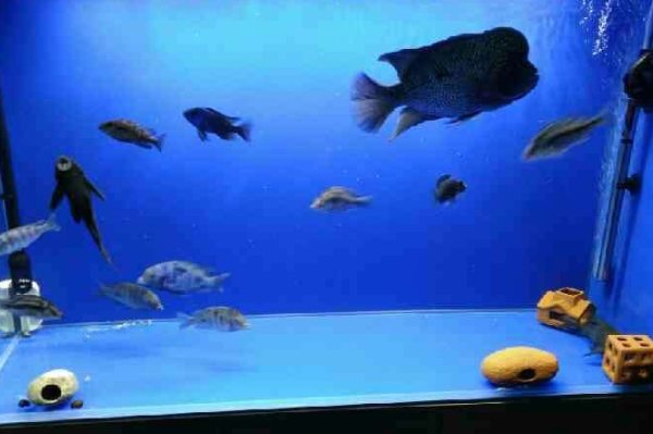 为什么鱼缸里的鱼总死：鱼缸氧气不足(或水质恶化导致)