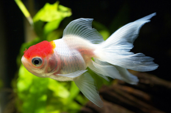 为什么鱼缸里的鱼总死：鱼缸氧气不足(或水质恶化导致)