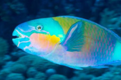 鱼的眼睛为什么长在两边：没有颈不能转动头部(进化演变)