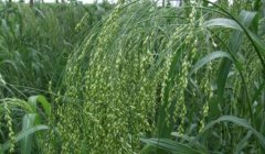 黍米的功效与作用 经常吃黍米有什么好处