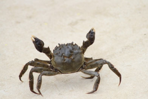螃蟹有没有毒性：死蟹放久了会产生毒性(螃蟹不能吃的部位)