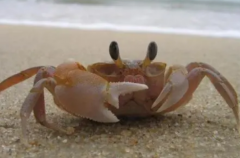 螃蟹有没有毒性：死蟹放久了会产生毒性(螃蟹不能吃的部位)