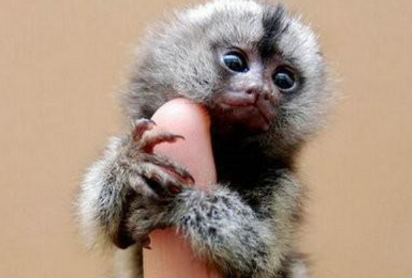 狨猴：体型较小的非人灵长类动物(属于狨科)