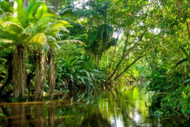 亚马孙热带雨林被称为什么：(地球之肺和绿色心脏)
