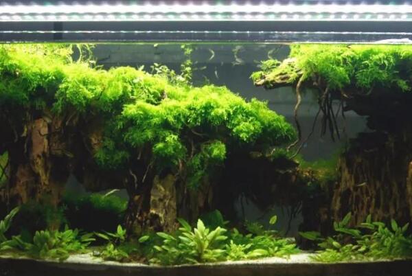 草缸怎么除藻：使用除藻剂简单方便(养虾生物除藻)