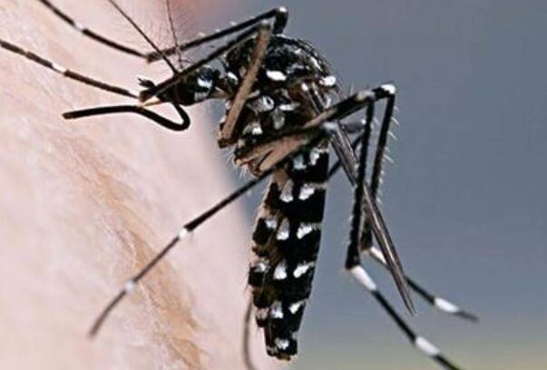 蚊子怕什么 这几种东西驱蚊效果很不错