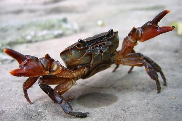 螃蟹有没有毒：螃蟹本身没有毒(螃蟹夹子上的毛有毒吗)