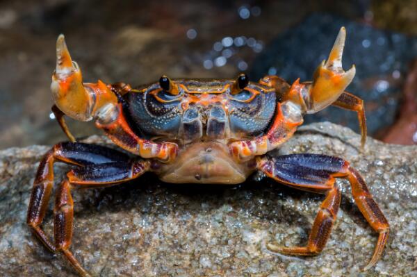 螃蟹如何分辨公母：公螃蟹腹部是三角形(母螃蟹腹部是圆形)