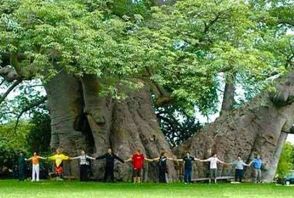 百骑大栗树：世界上最粗的树和植物(果实可食用)