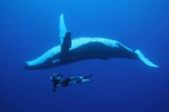 鲸鱼为什么不能在岸上生活：岸上压强过大(会“胖死”)