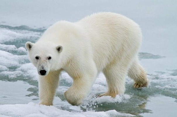 世界上现存陆地最大食肉动物：北极熊(熊科熊属)