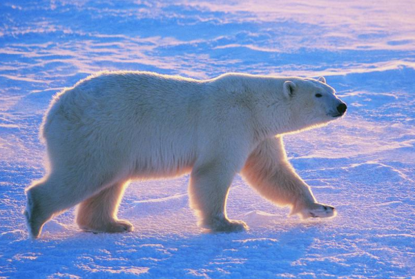 北极熊为什么不吃企鹅：生活区域不同(分别生活在南北极)