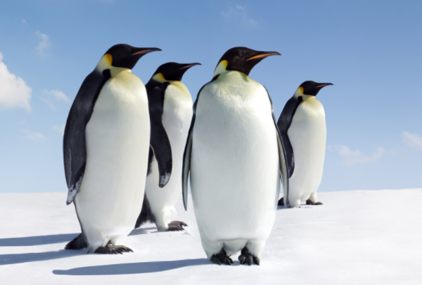 世界上最耐寒的鸟类：企鹅(鸟纲企鹅科的动物)