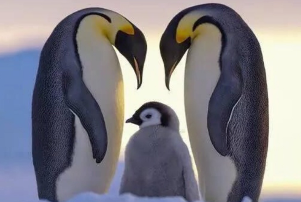 世界上最耐寒的鸟类：企鹅(鸟纲企鹅科的动物)