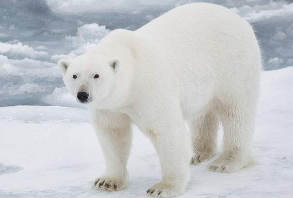 北极熊为什么不吃企鹅：生活区域不同(分别生活在南北极)