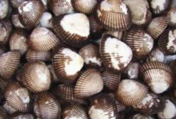 毛蚶：最容易中毒的一种海洋贝类(蚶科、毛蚶属贝类)