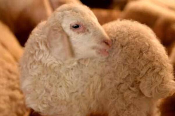 羊毛出在羊身上是什么意思(得到的好处附加在自己代价中)
