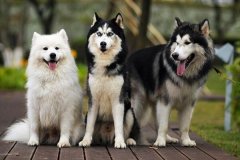 雪橇三傻是哪三种狗(阿拉斯加犬、哈士奇、萨摩耶)