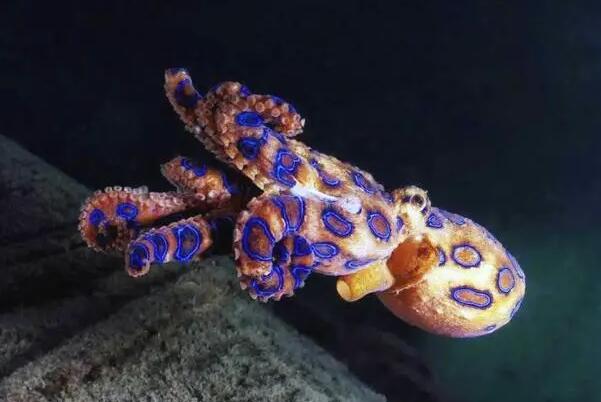 蓝环章鱼的毒性有多强：咬一口致人死亡(不轻易攻击人)