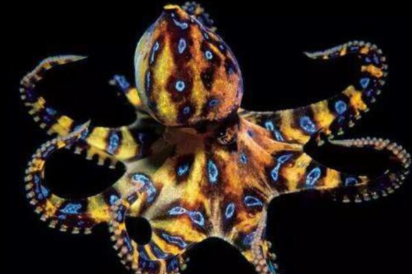 蓝环章鱼的毒性有多强：咬一口致人死亡(不轻易攻击人)