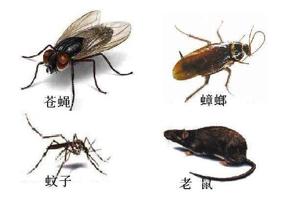 四害是指哪4种动物：苍蝇/蚊子/老鼠/蟑螂(老鼠是四害之首)