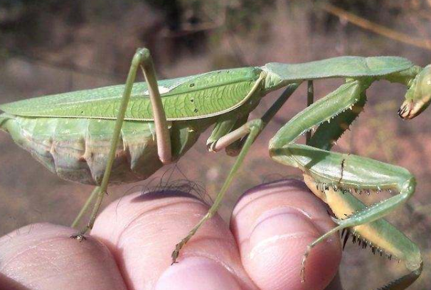 世界上最大最凶的螳螂：绿巨螳螂(体长可达九厘米)