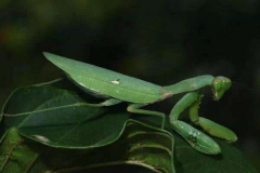 世界上最大最凶的螳螂：绿巨螳螂(体长可达九厘米)