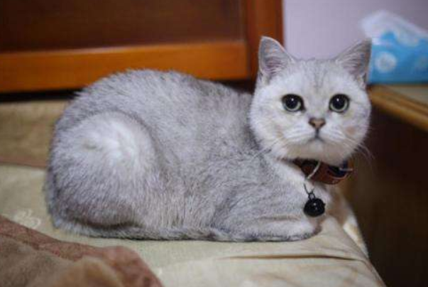 银渐层猫多少钱一只美短还是英短：1000到15000(品种是英短)