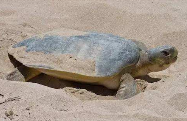 世界上最大的乌龟排名：棱皮海龟/绿海龟(第一种最大)
